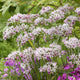 Allium Bulbs - Cameleon