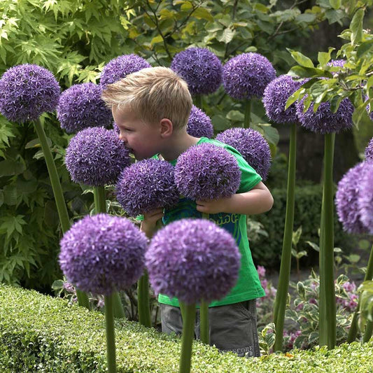 A vibrant purple Allium 'Gladiator' flower with a child smelling the blooms.