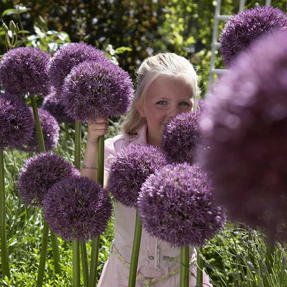 A vibrant purple Pinball Wizard allium in full bloom with a green background.