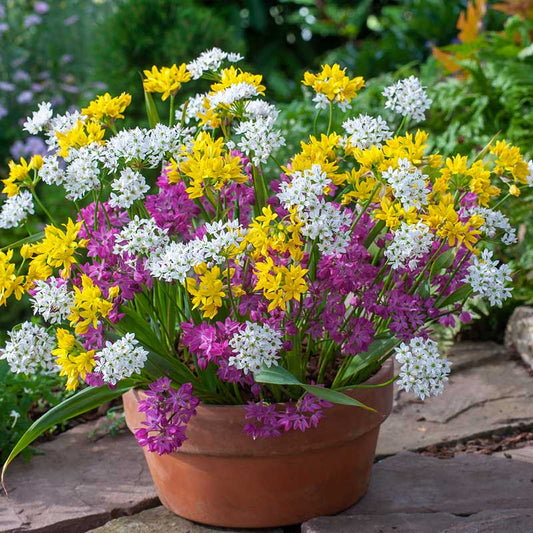 Close-up of a vibrant mix of purple, white and yellow alllium flowers, against a green background. | copyright: Floramedia UK Ltd