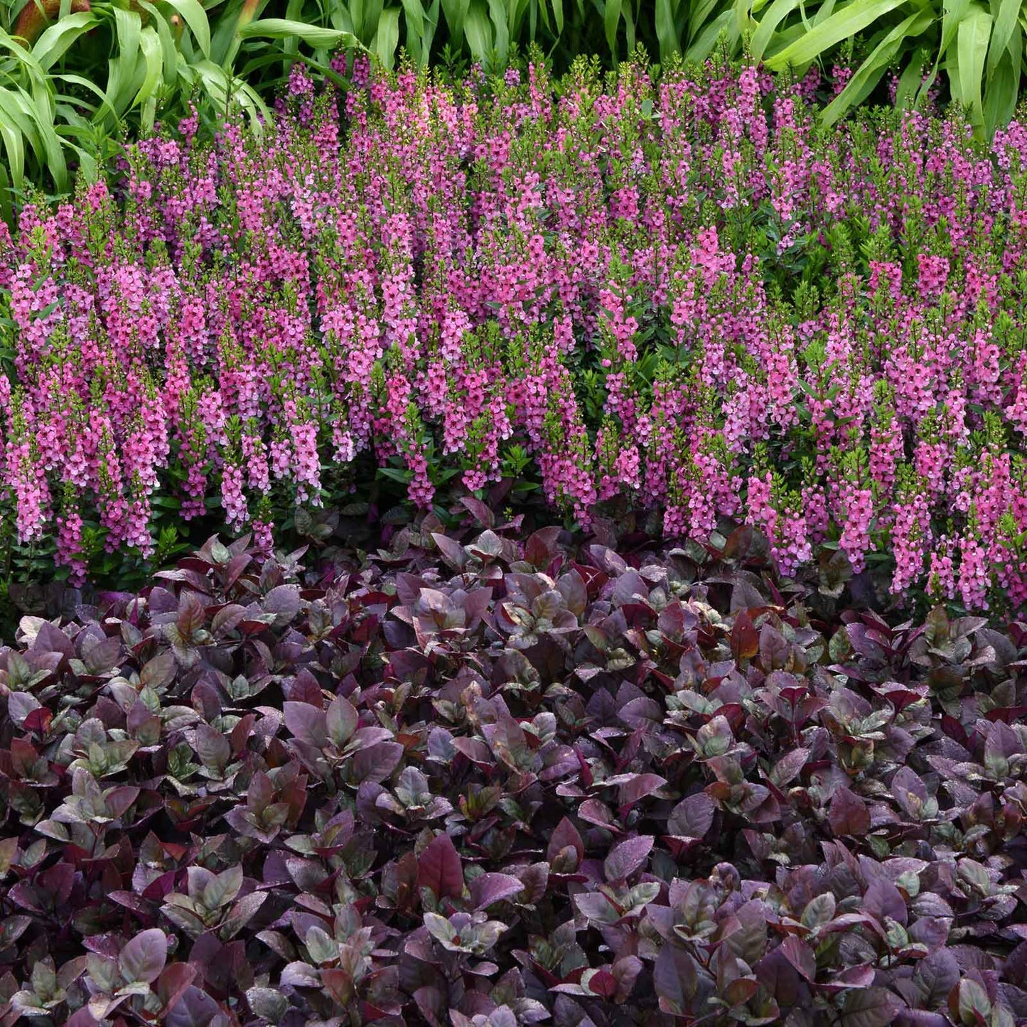 A alternathera 'purple prince' plant with dark leaves and small red flowers, suitable for gardens.