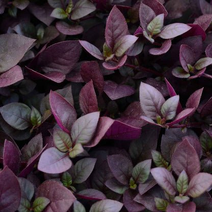 Close-up of a vibrant Alternanthera 'Purple Prince' plant with rich, dark purple foliage.