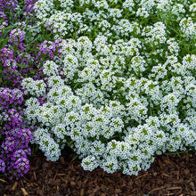 A close-up of vibrant white carpet of snow alyssum flowers, showcasing their delicate petals. | copyright: Floramedia UK Ltd