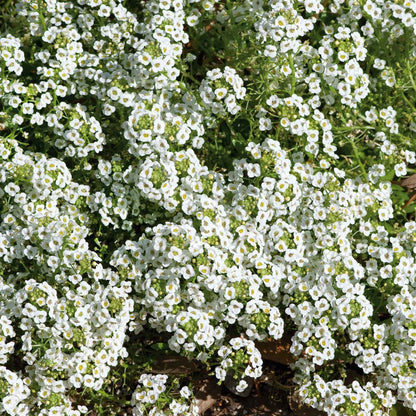 A close-up of vibrant white carpet of snow alyssum flowers, showcasing their delicate petals.