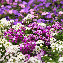 A close-up of vibrant white and purple magic circle alyssum flowers, in a field.