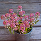 A close-up of a vibrant pink Rosie O'day Alyssum with delicate petals and a soft yellow center.