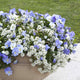 Alyssum Seeds - Snowcloth