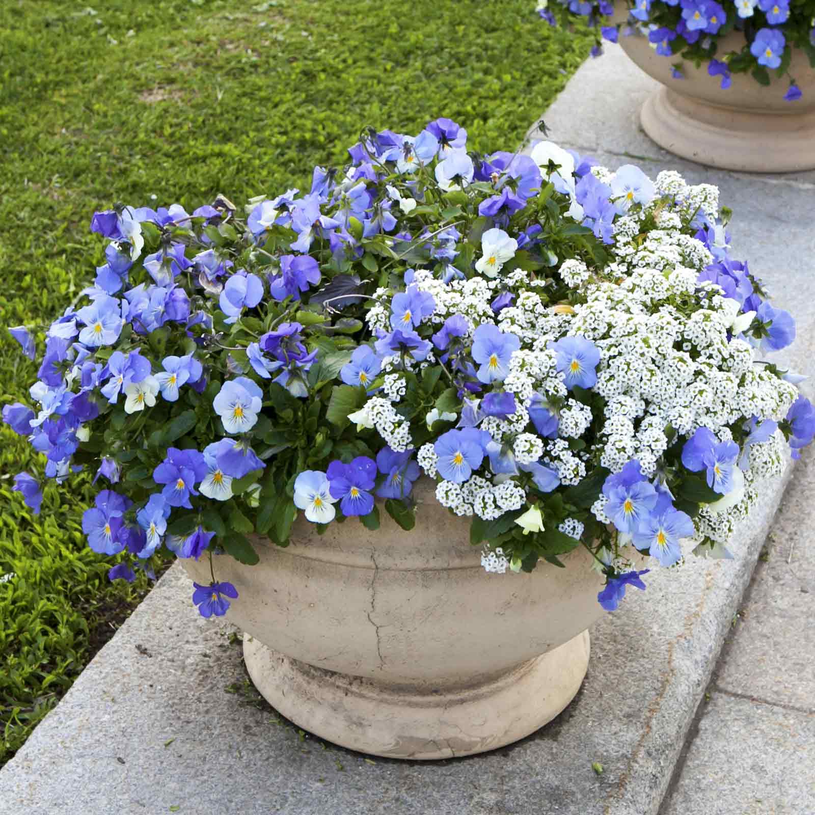 Close up of small white snowcloth alyssum flowers with soft green foliage, blooming vibrantly.