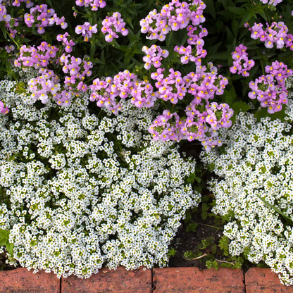 Close-up of a cluster of white Alyssum 'Snowcloth' flowers with green foliage, filling the frame.