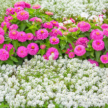 A close-up shot of vibrant pink and white tiny tim Alyssum flowers, showcasing delicate petals.