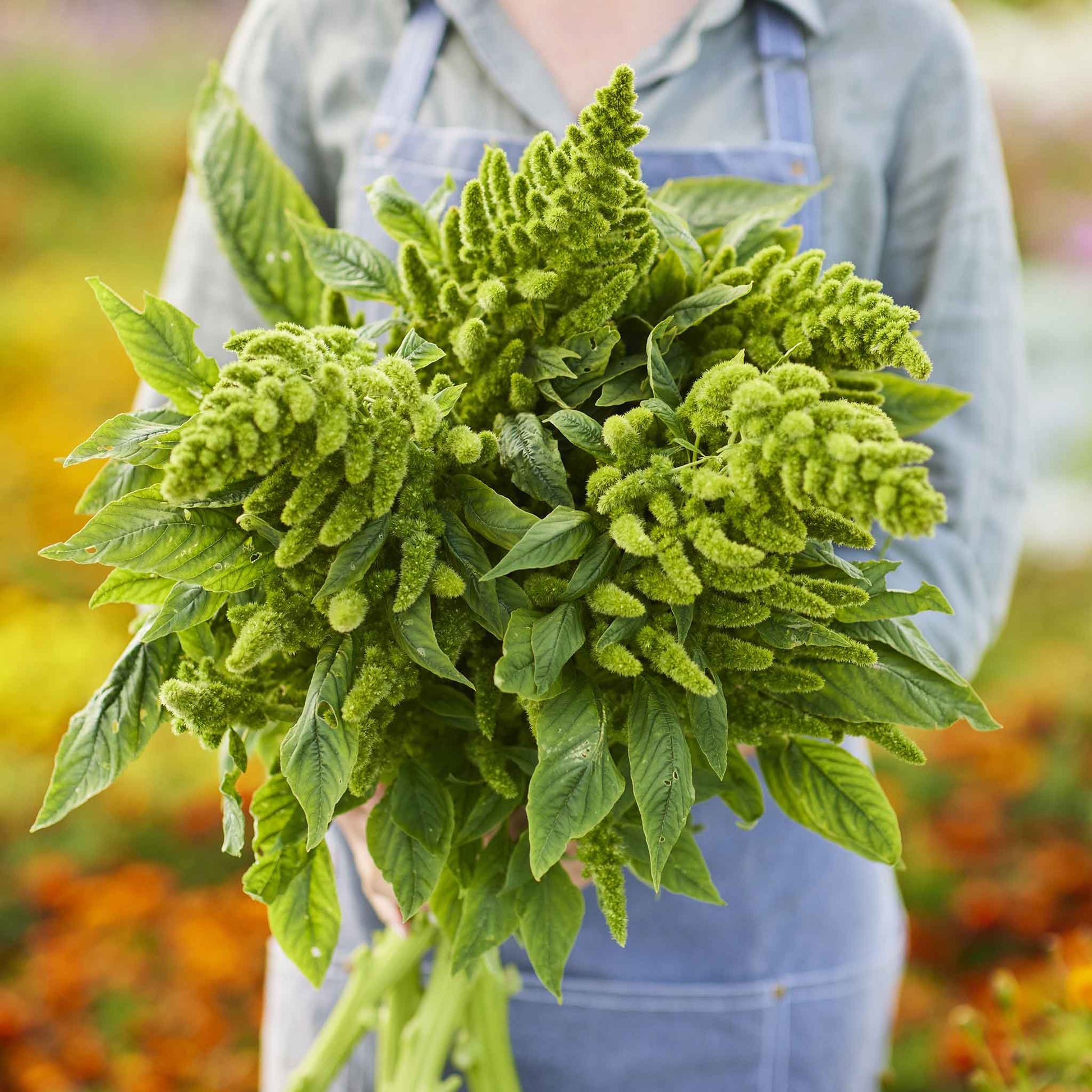 A lush, leafy green thumb amaranth plant with vibrant green foliage, held by a woman in a garden