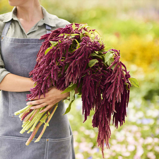 Close-up of a cluster of vibrant red, rope-like flowers hanging from an love lies bleeding plant.