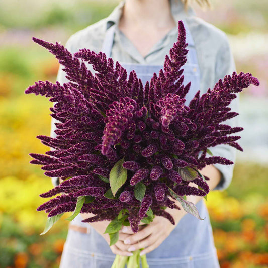 A vibrant red pygmy torch amaranth plant with spiky, upright plumes in a garden setting.