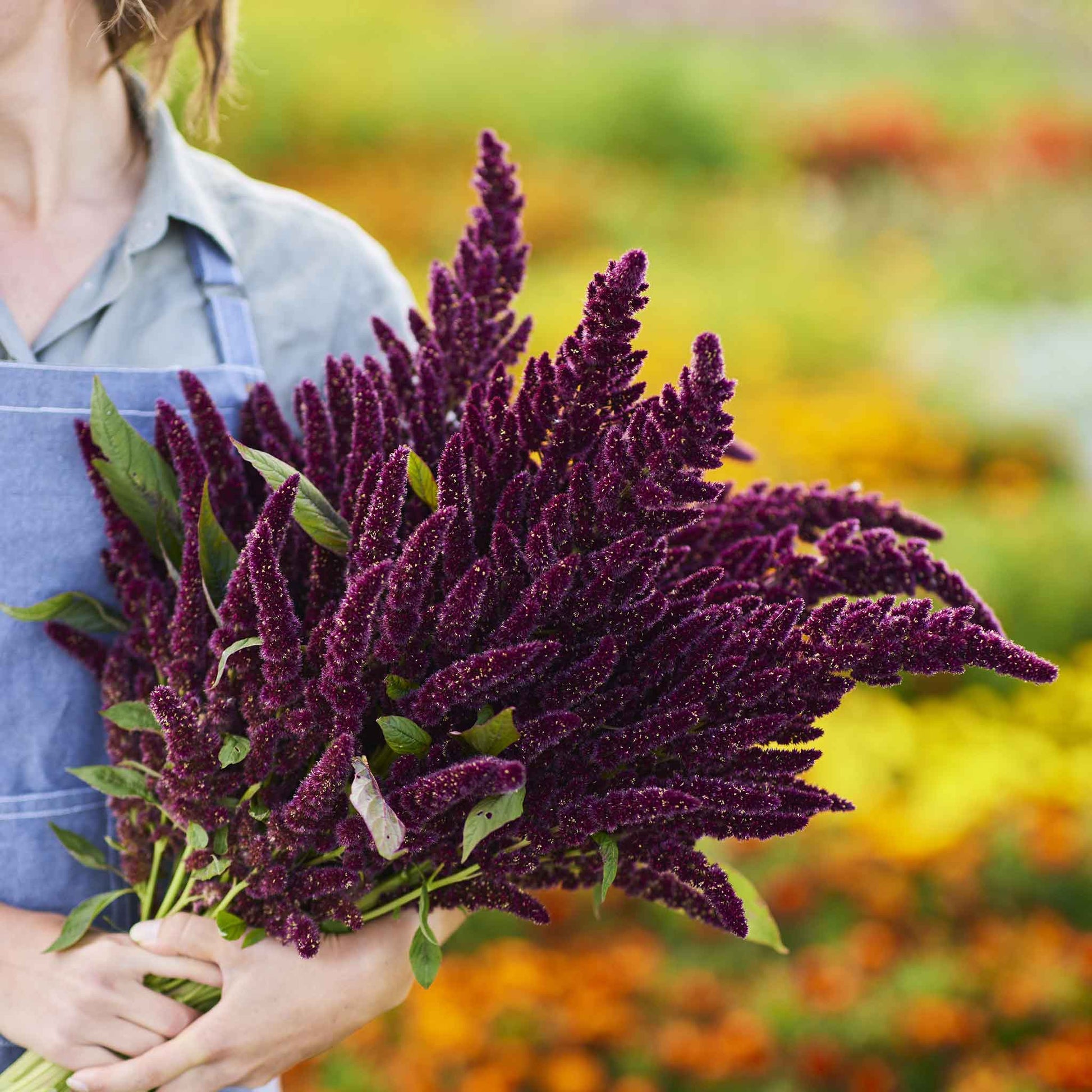 Close-up of red pygms torch amaranth plants with dark red, upright flower spikes held by a woman.