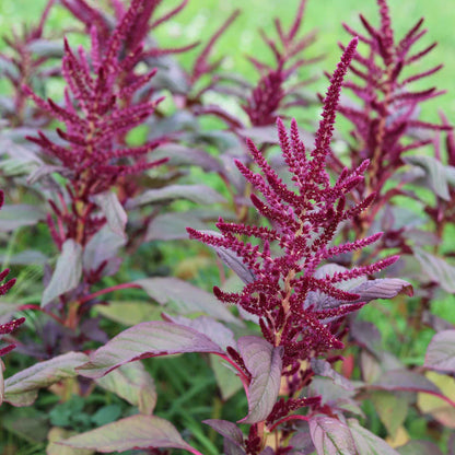 Close-up of vibrant red garnet amaranth leaves, showcasing the plant's rich color and texture.