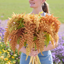 Person holding a large bouquet of amaranth Autumn Touch with a blurred natural background