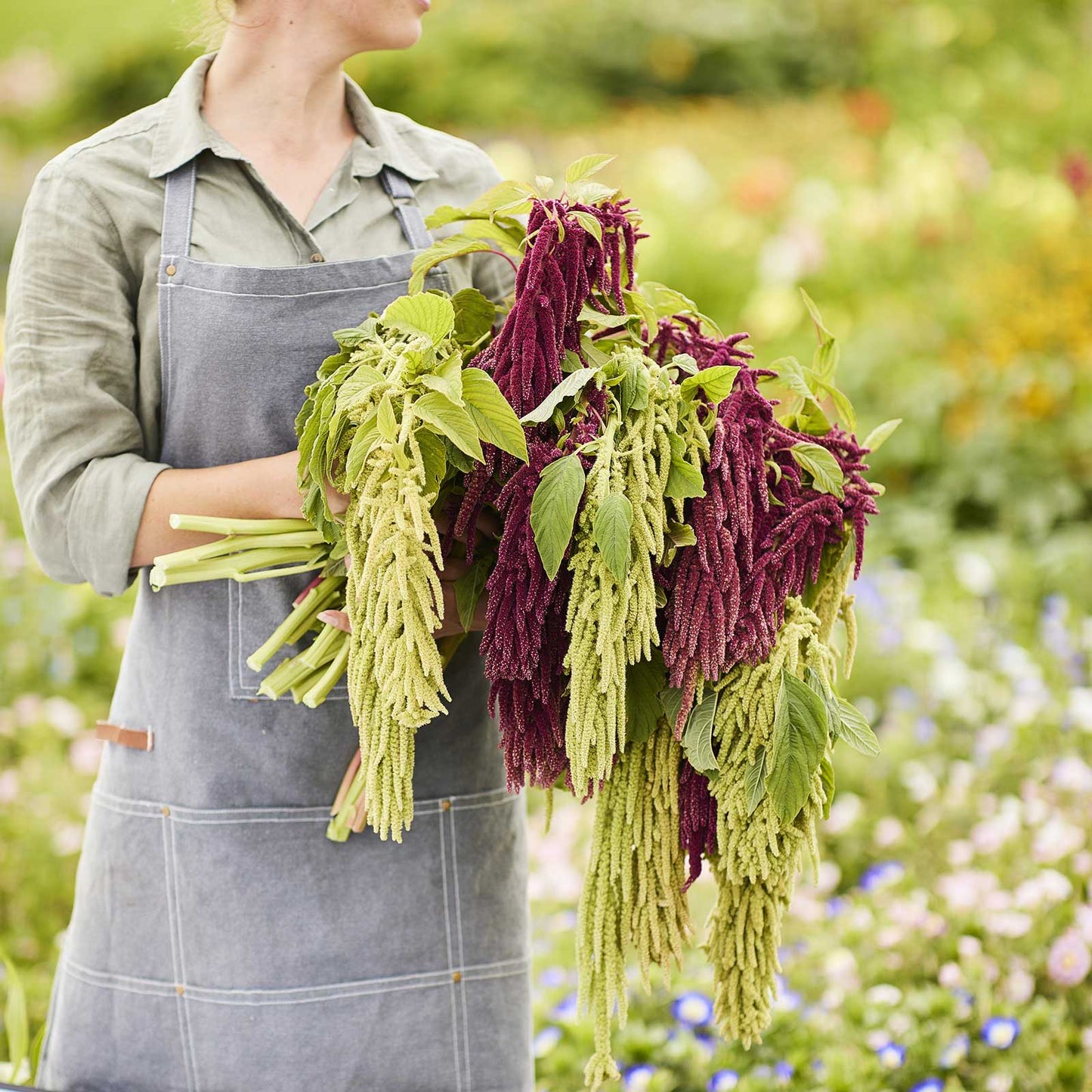 Person holding a bundle of green and purple amaranth plants in a garden setting.