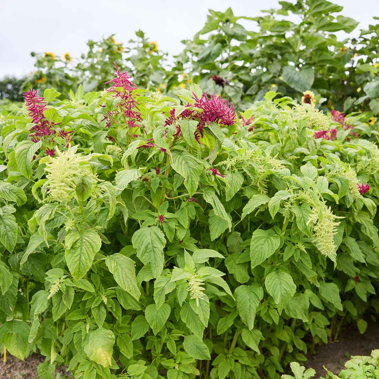 Amaranth bush with purple flowers in a garden setting