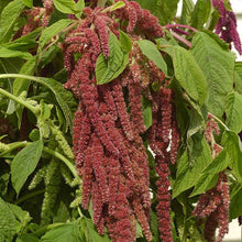 A close-up of a vibrant amaranthus coral fountains flower, showing its delicate, feathery texture.