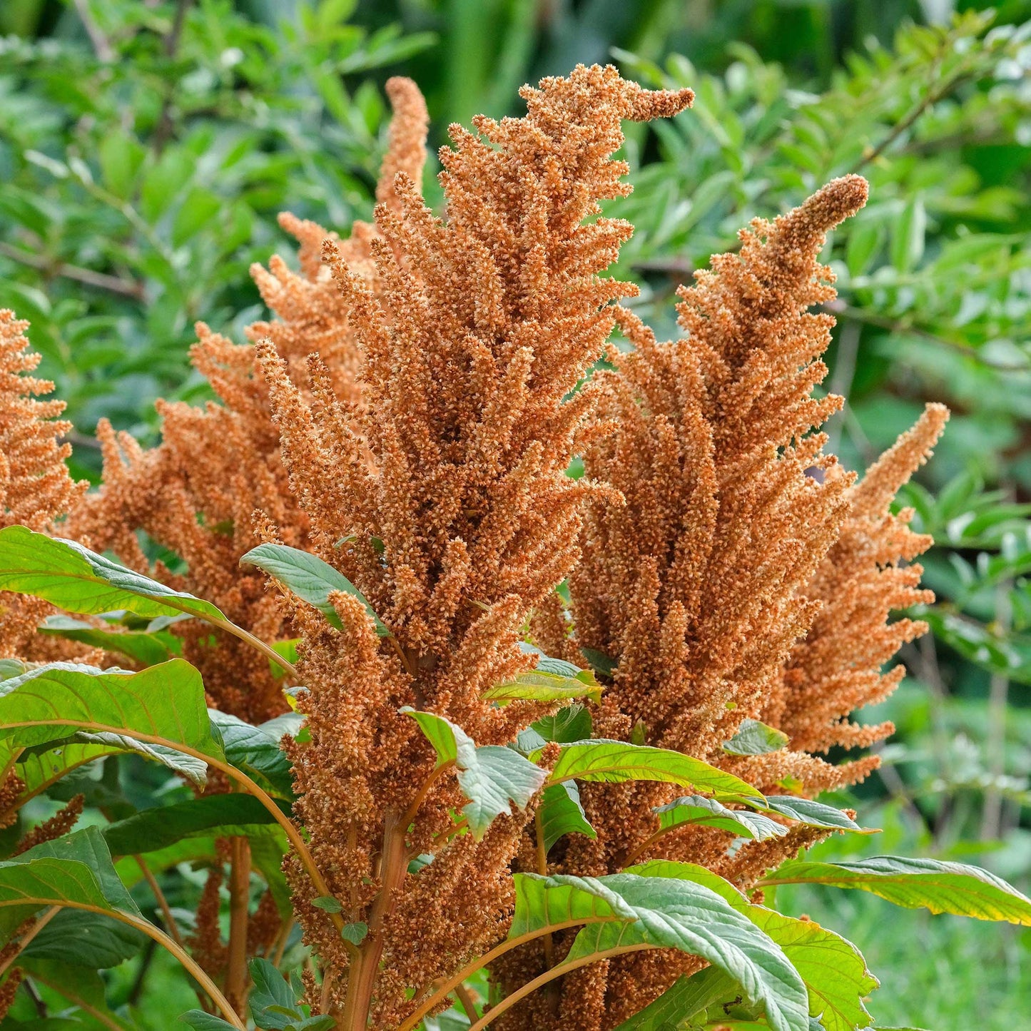 Hot Biscuits Amaranthus flowers are shown in a close-up with a soft background of green foliage.