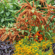 A vibrant orange amaranthus "Hot Biscuits" flower in full bloom, with a soft green background.