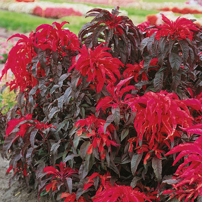 A close-up view of vibrant green and red Amaranthus Joseph's Coat Early Splendor foliage.