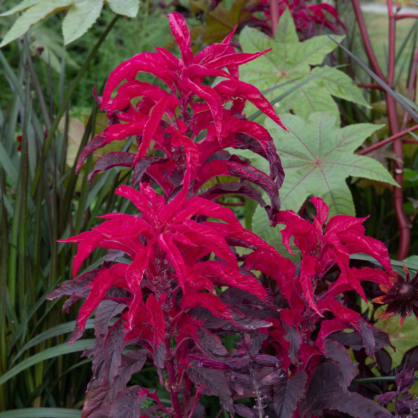 A vibrant amaranth josephs coat early splendor with multi-colored leaves of red, yellow, and green.