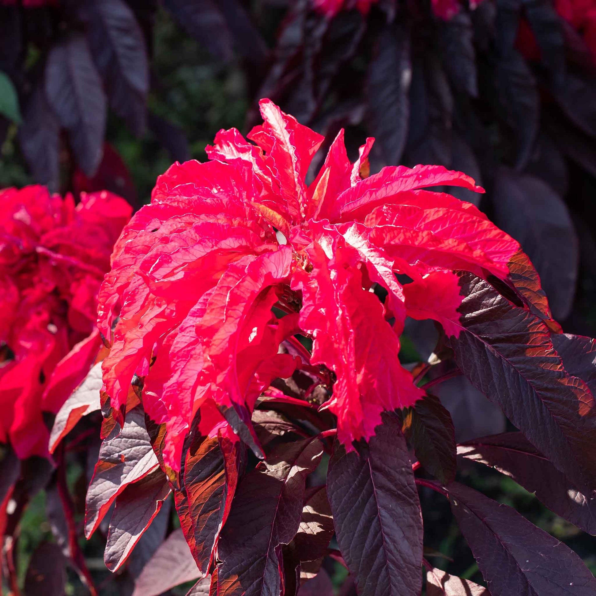 A close-up of Bright red foliage of Joseph's Coat Early Splendor Amaranthus plants.