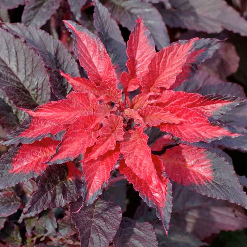 Close-up of Molten Fire Amaranthus flowers, showing vibrant red and yellow/orange plumes. | copyright: Floramedia UK Ltd