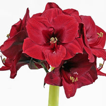 A close up shot of Amaryllis red wax flowers, showcasing the vibrant petals.