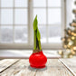 Amaryllis bulbs in red wax with a small green shoot emerging from the top.