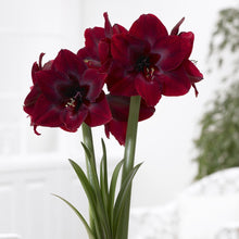 Amaryllis Royal Velvet: a close-up of a deep red amaryllis flower with velvety petals.