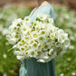 A close-up of a white Anemone flowers with showcasing their white petals.