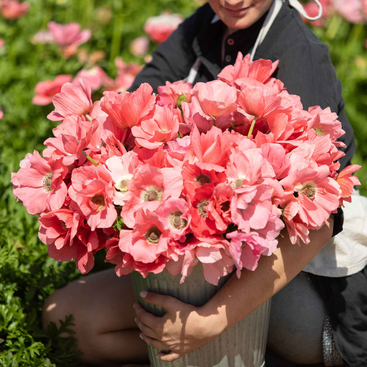 Person holding a large bouquet of pink Anemone Barbie flowers in a garden setting