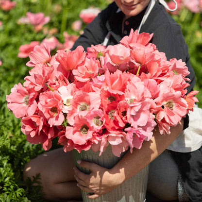 Person holding a large bouquet of pink Anemone Barbie flowers in a garden setting