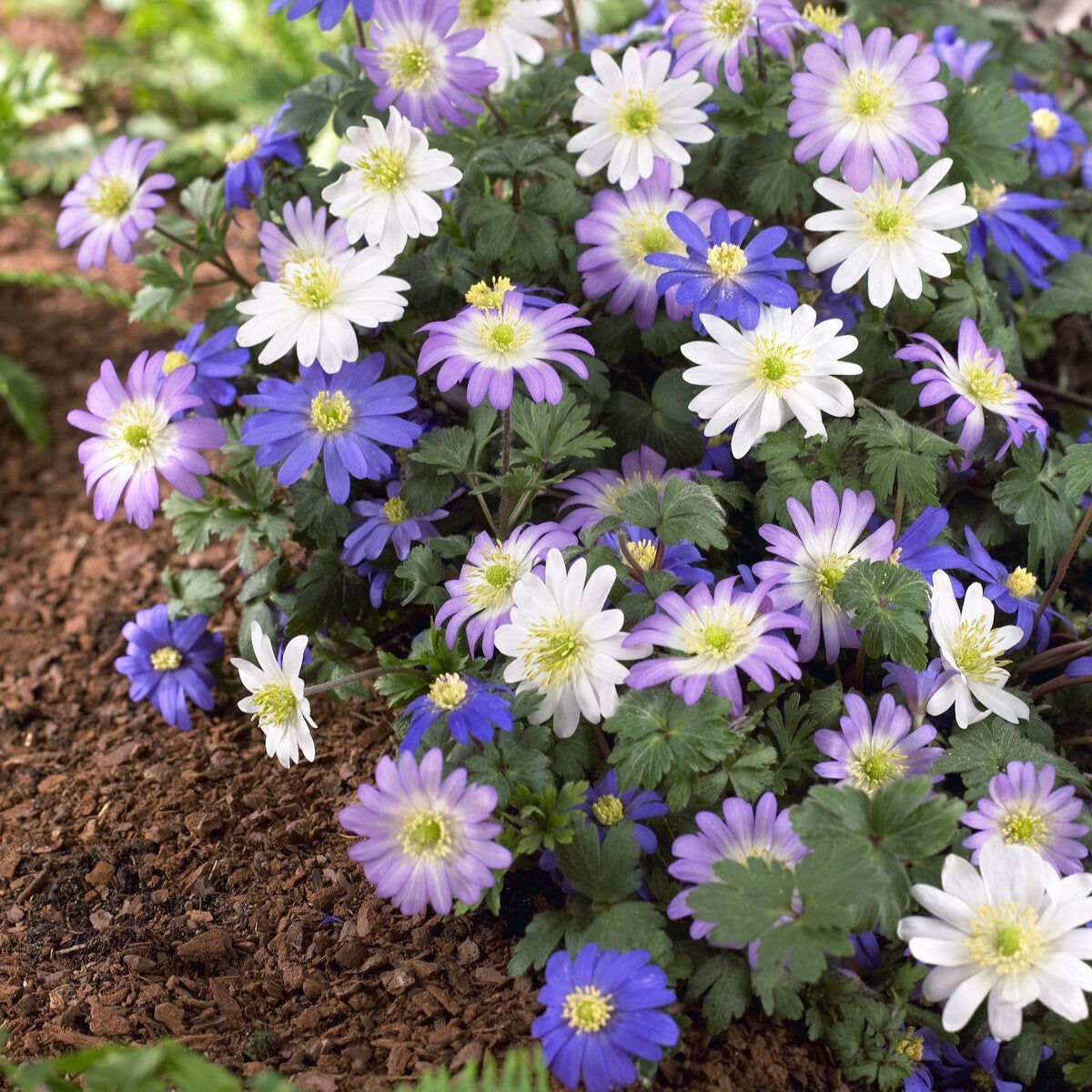  A close up of Anemone Blanda mix flowers, showcasing thier purple, pink and white flowers. 