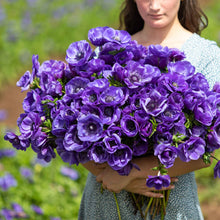 Close-up of a blue anemone flower with multiple petals and a dark center held in a womans hands.