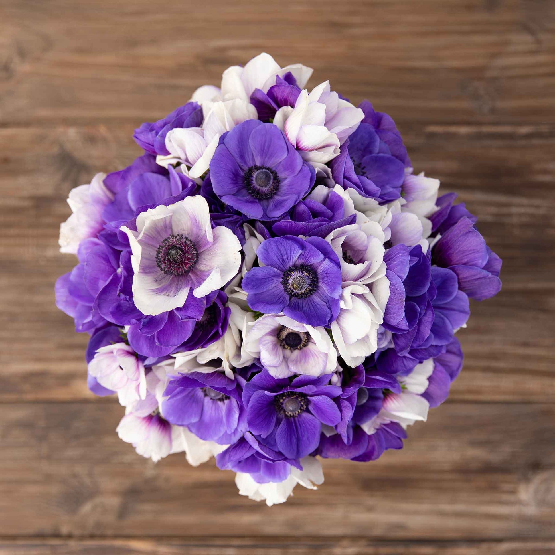 A close up of Midnight Mix Anemone bulbs, showing their vibrant purple and white flowers.  