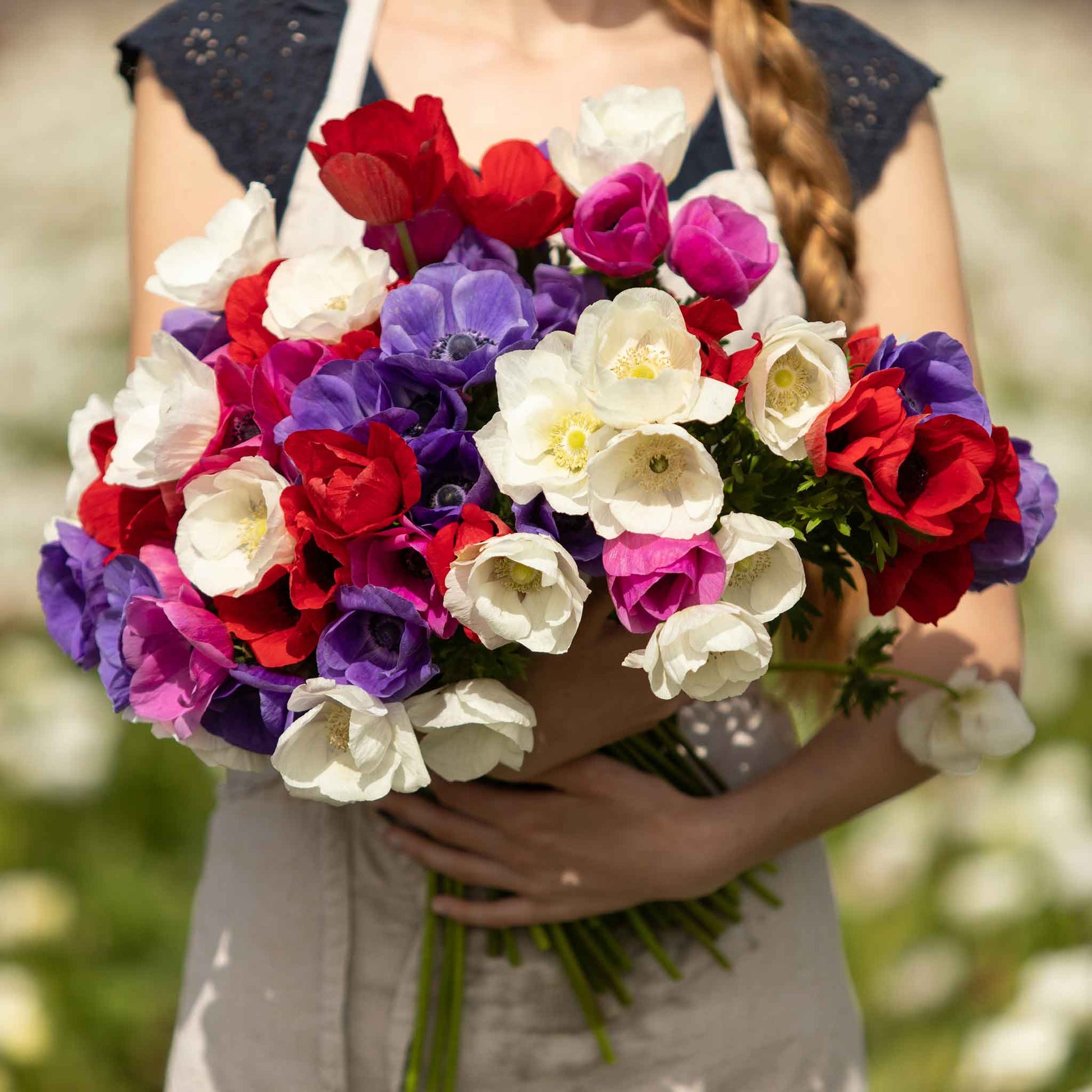 Pink, purple, and white anemone flowers in bloom being held in womans arms.