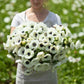 Close-up of several white anemone flowers held in womans hands, blooming in a garden.