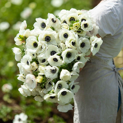 A close-up shot of several white anemone flowers, showcasing their delicate petals.
