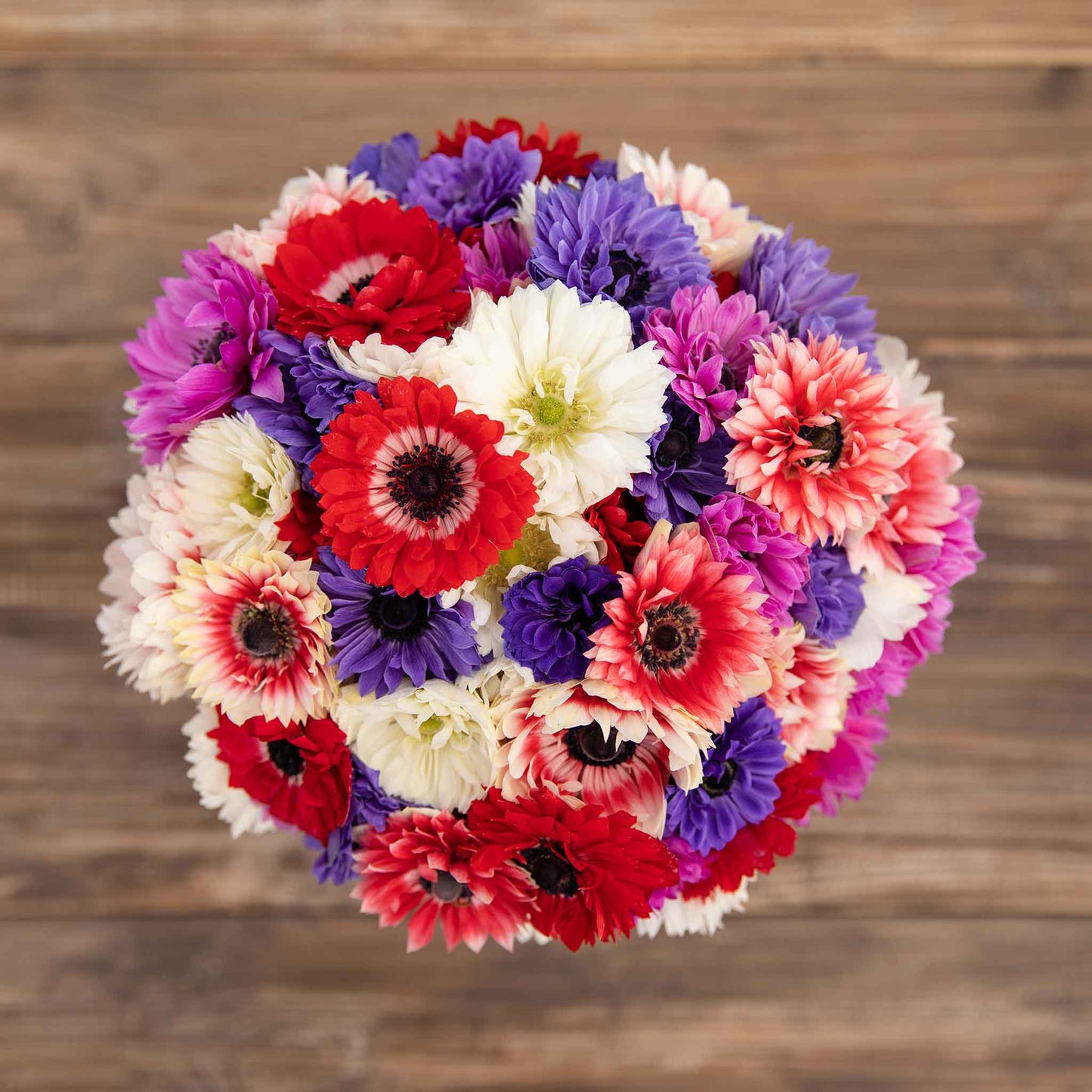 White, purple and red anemone flowers with dark centers, on a wooden table.