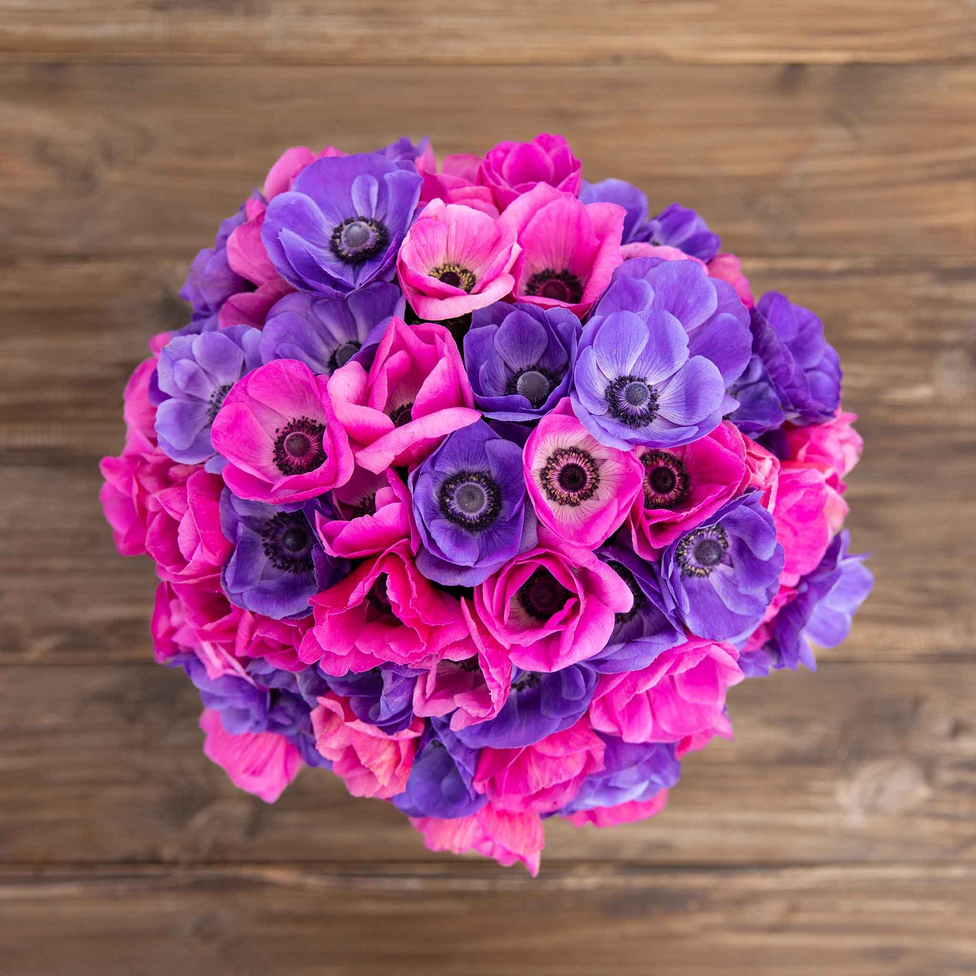 A close-up view of edge of dusk anemone flowers, dark pink and purple petals.