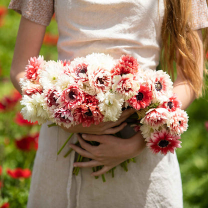 A boquet of Elizabeth red and white anemone flowers held in a womans arms.