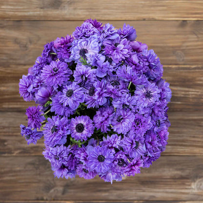 Anemone Fullstar Blue flowers, with deep blue petals and dark centers.