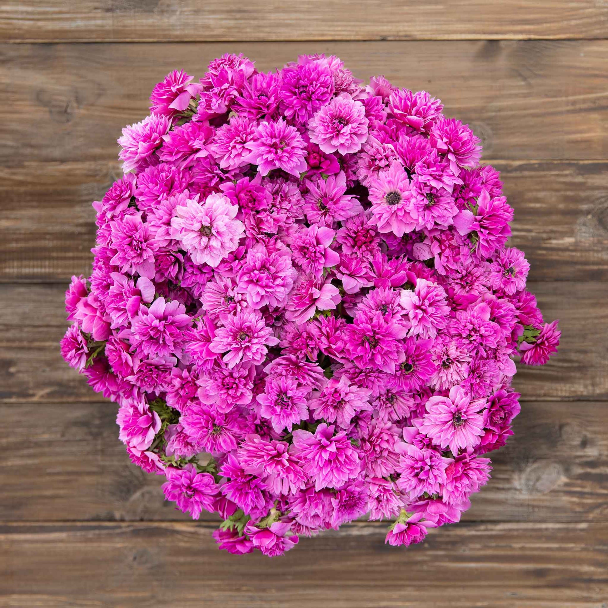 A vibrant Fullstar pink anemone flower against a soft background, showcasing its delicate petals.