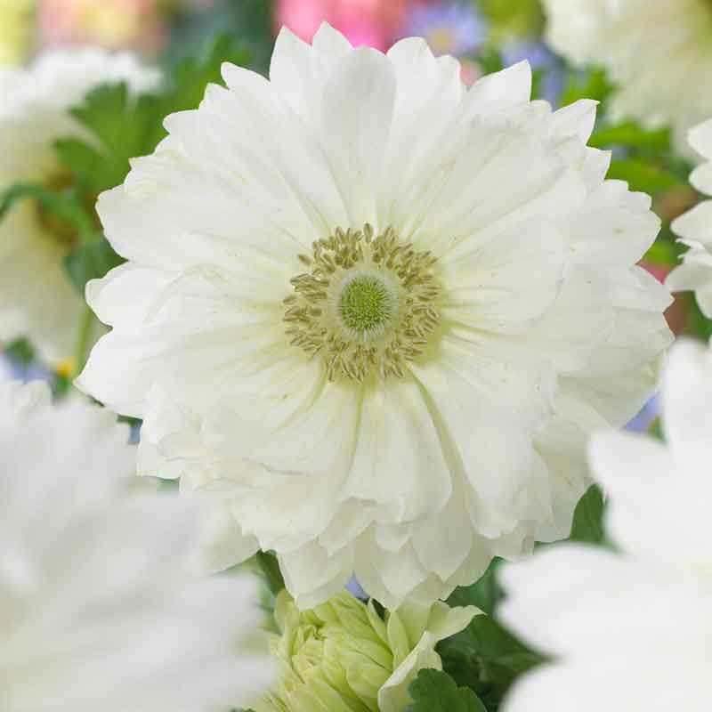 A close-up of a white anemone flower with a yellow center, showcasing its delicate petals.