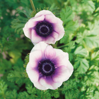 Close-up of two vibrant pastel violet anemone flowers with a dark center.
