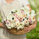 Anemone & Ranunculus Bulbs - Alpine Mix