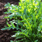 Arugula wild rocket leaves with dew drops growing from the ground.